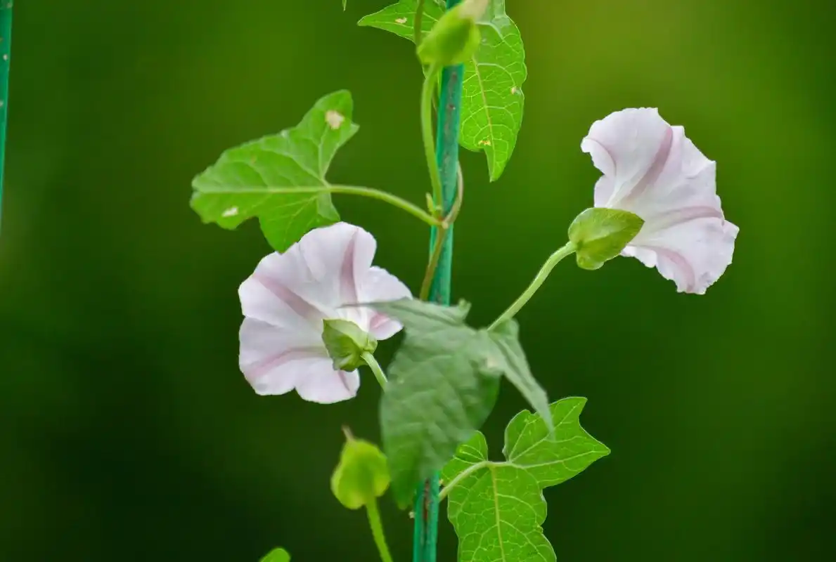 这样拍,牵牛花也能清新脱俗——诗词中的牵牛花影像定格瞬间原创