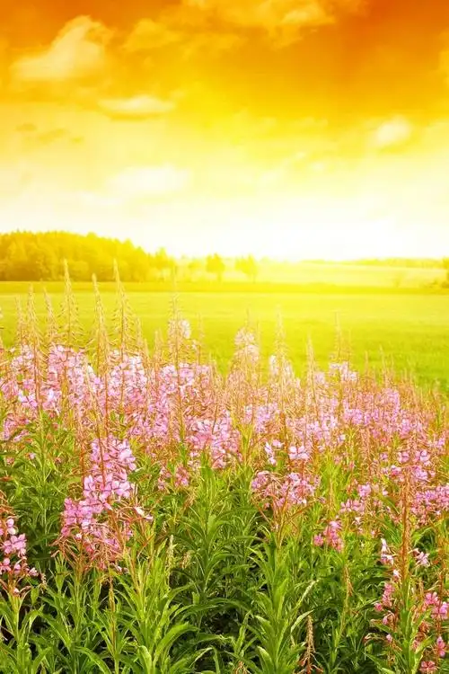 精选午后温暖阳光非主流治愈系风景高清手机壁纸下载(2)