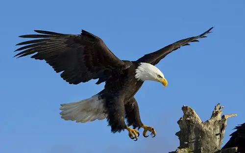 老鹰精美壁纸_夕阳照射下的老鹰