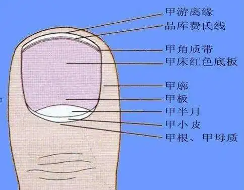 如何正确剪指甲