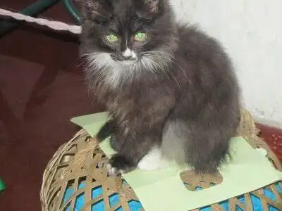 展开全部 不是波斯猫,长毛的混种猫,人称土