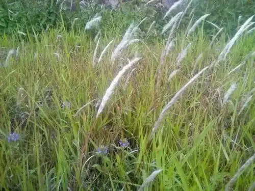 郭集人童年的零食毛芽拔毛芽多快乐你还记得吗