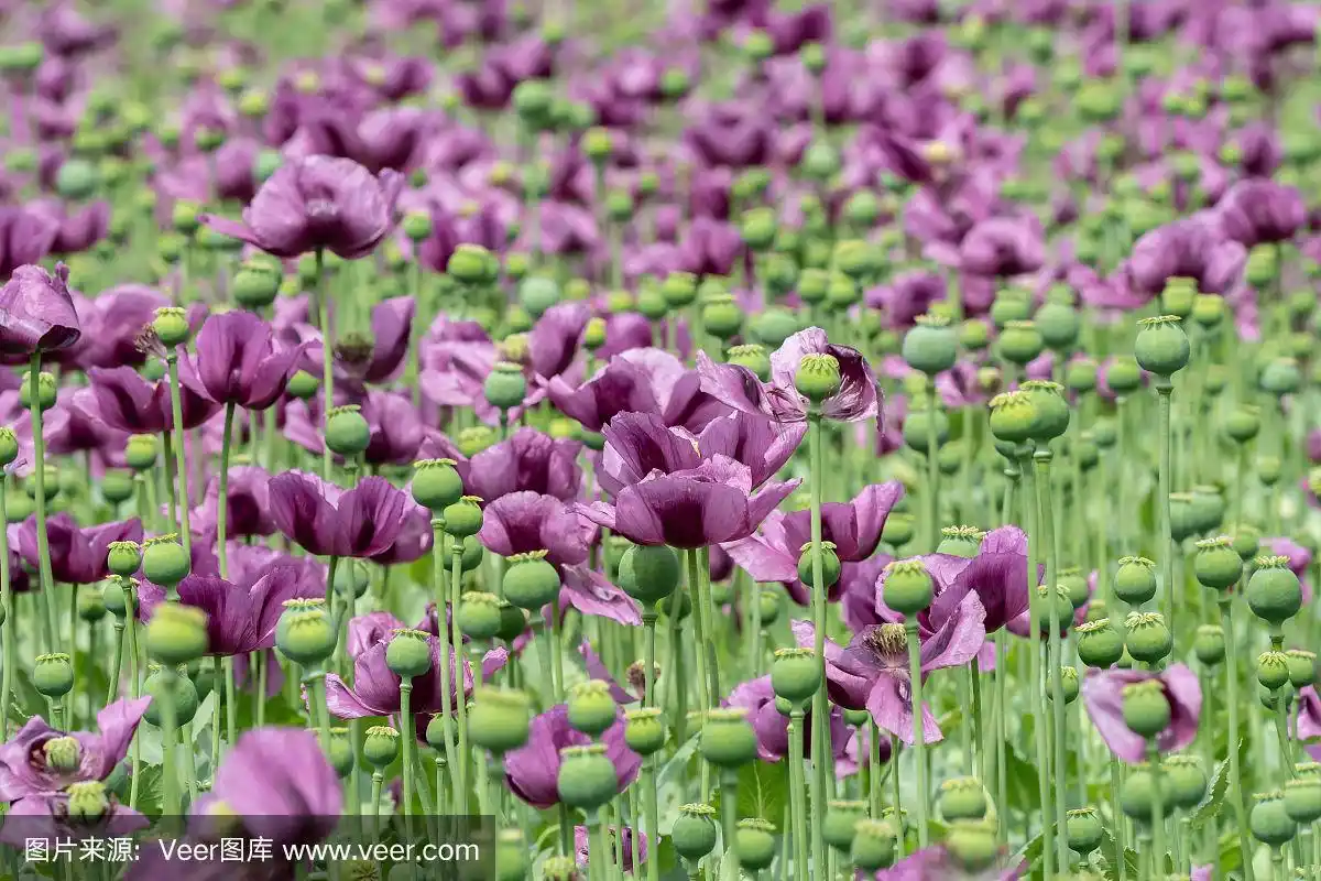 紫色的罂粟花在田野里盛开.(果实).罂粟花,农业作物.