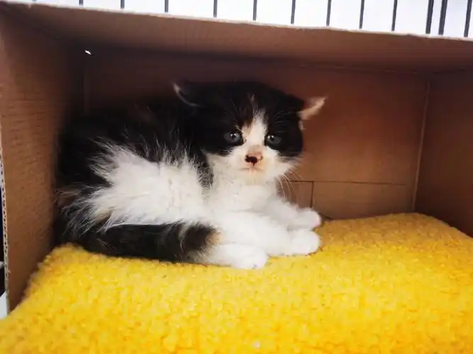 小奶猫找领养
