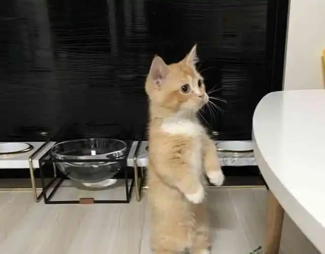 小橘猫等待主人喂食望眼欲穿