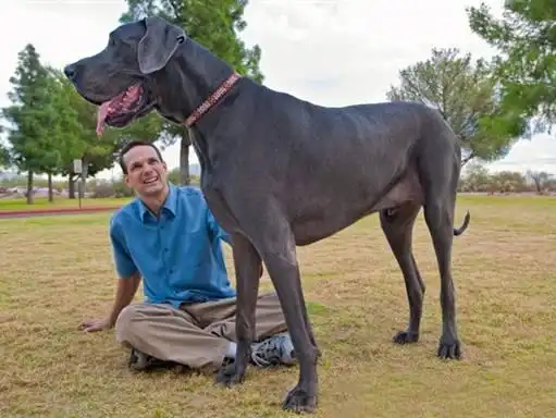名犬图片大全全世界100多种名贵的狗
