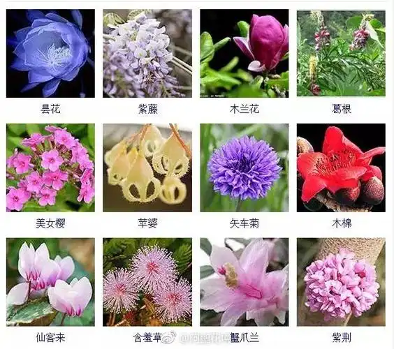 来花花带名称一网打尽