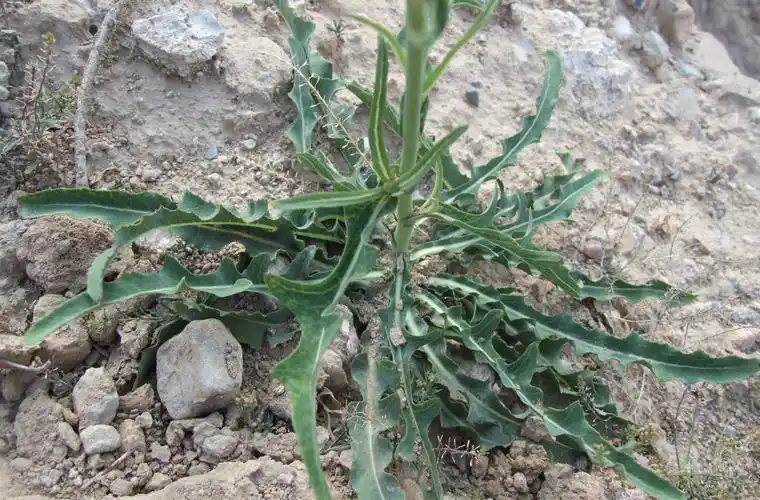 苦菜的功效与作用,你可能还不知道这些(苦菜的营养价值和功效)-52线报