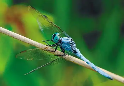 蜻蜓,童年追随的记忆