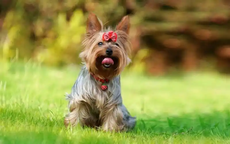 调皮约克夏犬壁纸