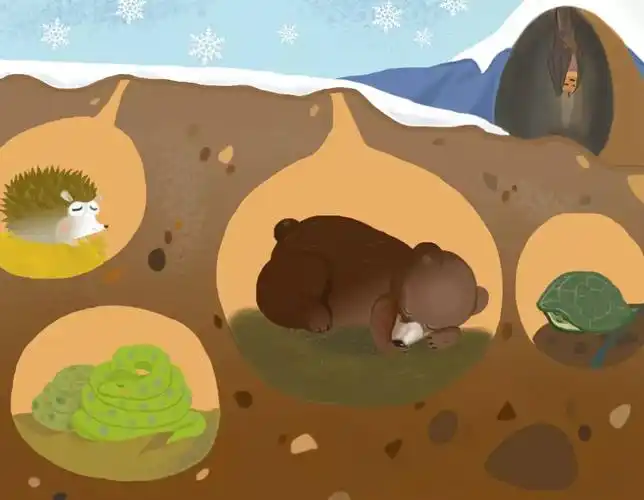金领冠fm这份小动物冬眠群像小盆友们了解一下