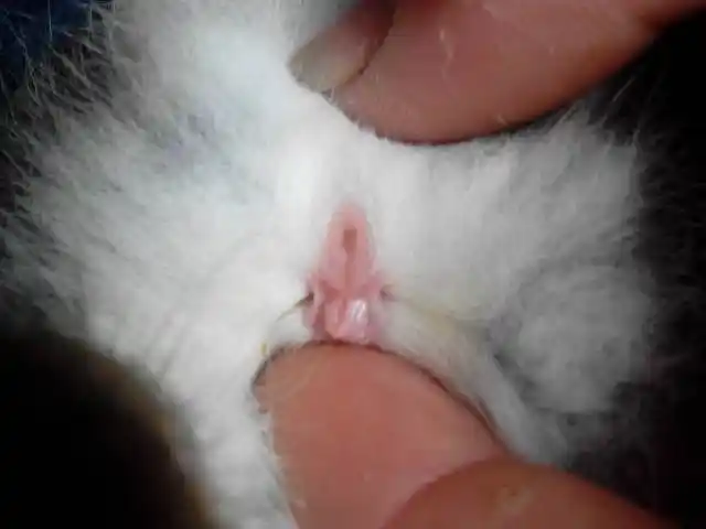 兔子公母怎么分?