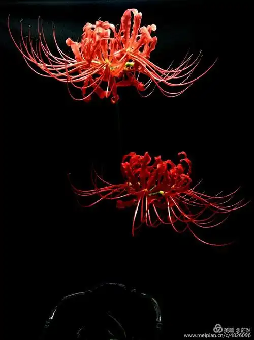 彼岸花语~悲伤的回忆