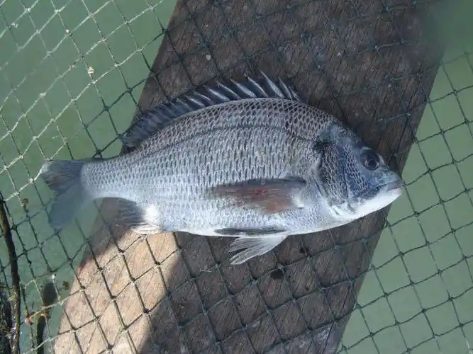 p>黑鲷(学名: i>acanthopagrus schlegelii /i>)是鲷科,黑鲷属鱼类.