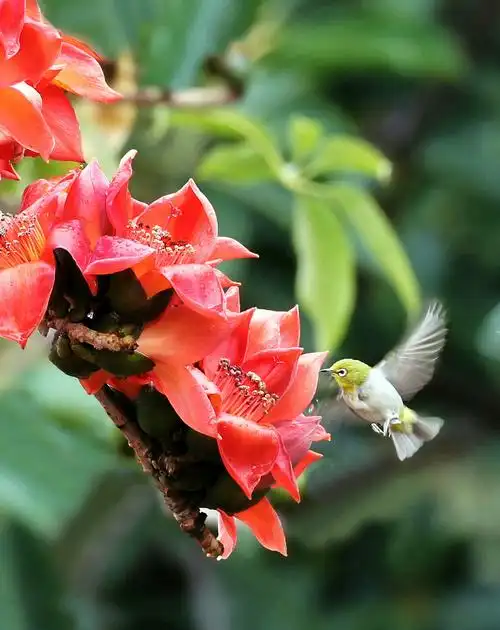 鸟儿的依恋木棉花
