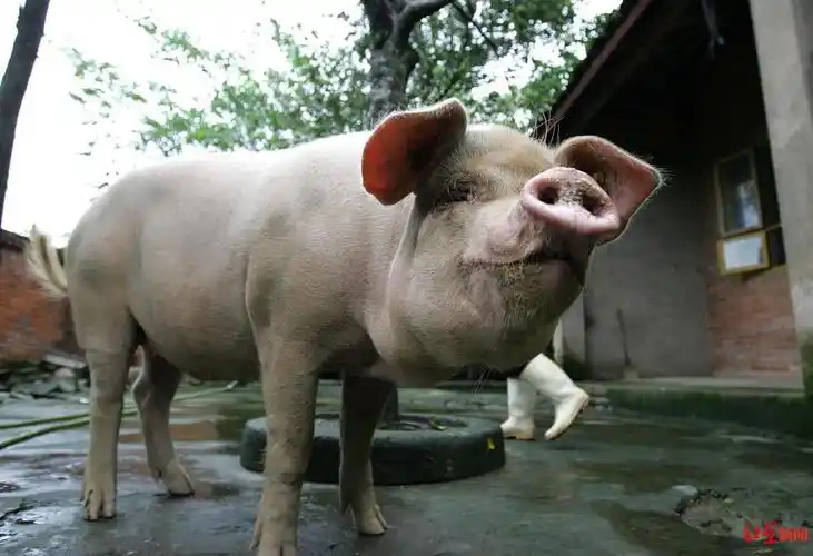 "猪坚强"的一生:从废墟下到博物馆 13年,它一直活在国人目光中_腾讯