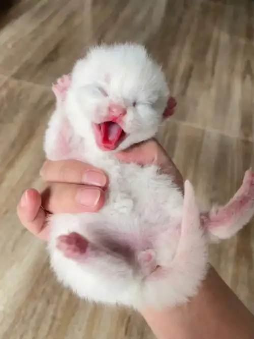 大嗓门找妈妈白色英短猫