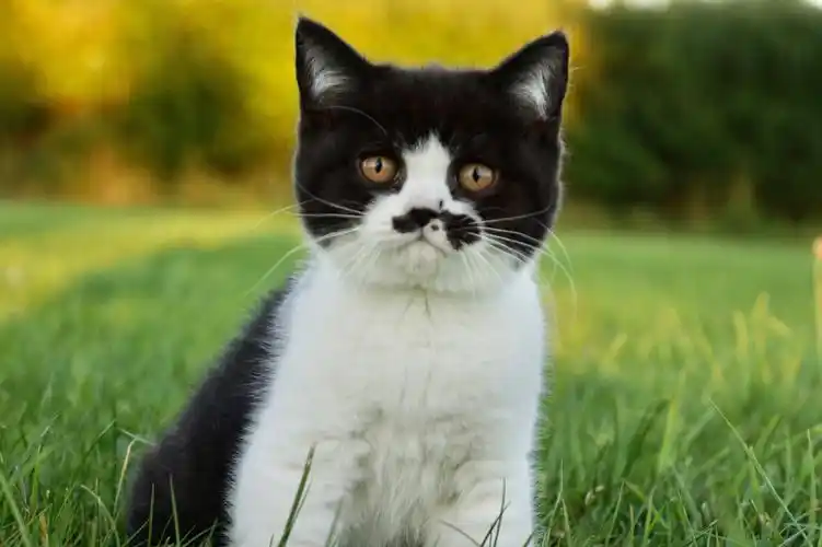 英短黑白求赐名我们是个妹妹