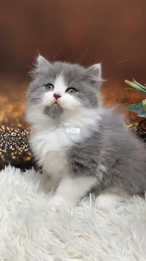 串串长毛英短蓝白