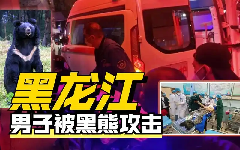 黑龙江曝黑熊伤人事件一男子挖野菜被熊瞎子撕咬已失去双眼