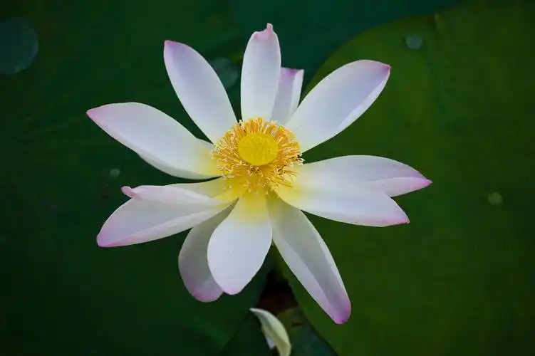 荷花图片大全真实照片(荷花图片大全真实照片高清)