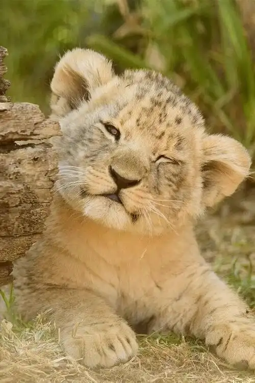 小狮子,辛巴wink~ - 堆糖,美图壁纸兴趣社区