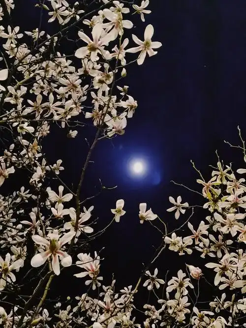 玉兰花和爵士乐的夜晚