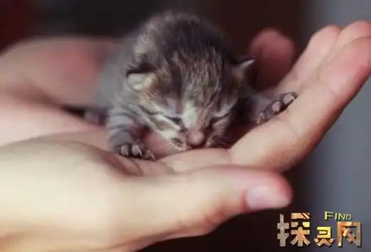 世界上最小的猫--皮堡斯