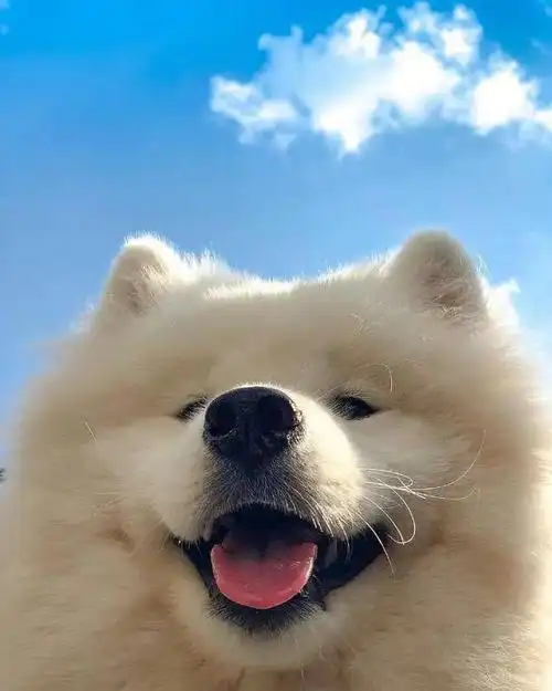 寻一个给人感觉很开心的头像