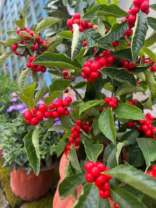 北美冬青盆栽红果冬青精品老桩盆景庭院盆栽欧洲红豆果带果发货