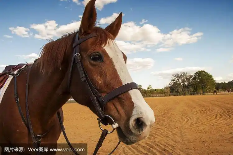 一匹棕色马的侧面