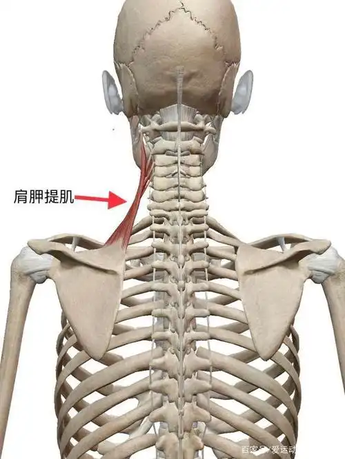 肩胛提肌解剖示意图