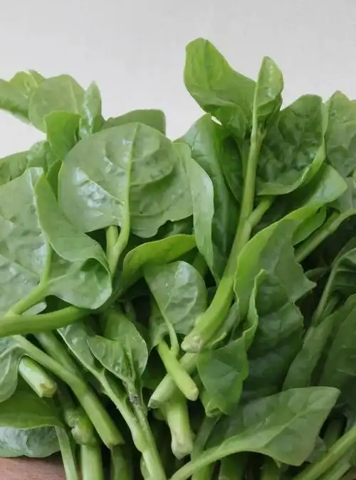 木耳菜怎么样种植高产?