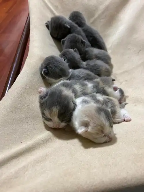 全部已经领养了! 七只刚出生小英短与一只一岁英短.