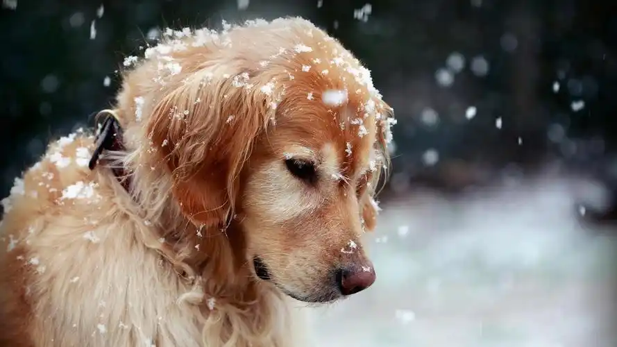 动物壁纸,可爱,萌宠,狗,壁纸,1920x1080高清系统电脑桌面壁纸,高清
