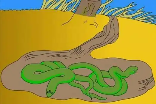 蛇为什么要冬眠冬眠的蛇为何毫无自保能力连老鼠都敢欺负它