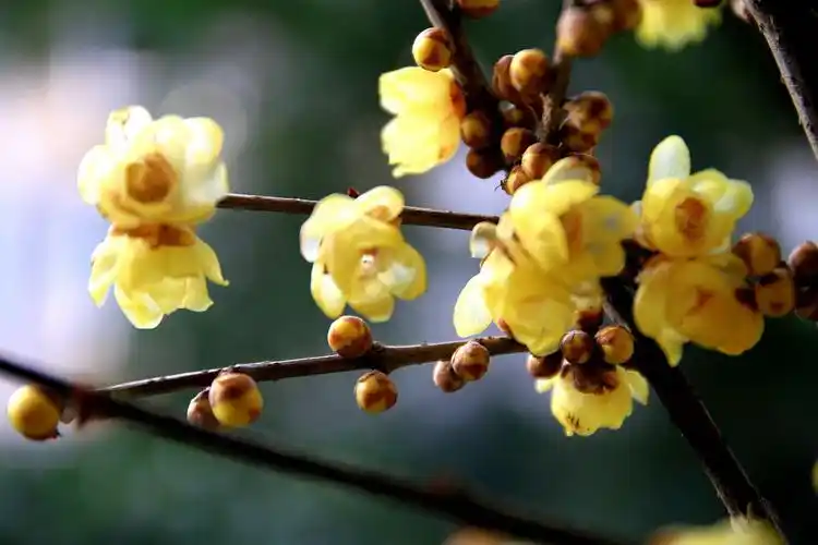 其它 腊寒梅香 写美篇此为古代诗人对腊梅花赞颂的精美诗句.