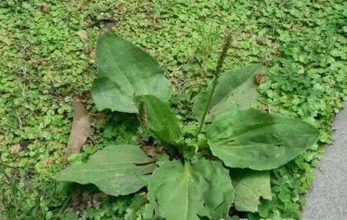 "车前草"是个宝,坚持泡水喝,或能帮助改善5个问题