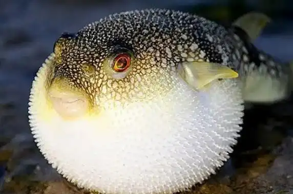 海洋生物十大可爱生物海洋之舟排第二第七名为萌萌哒