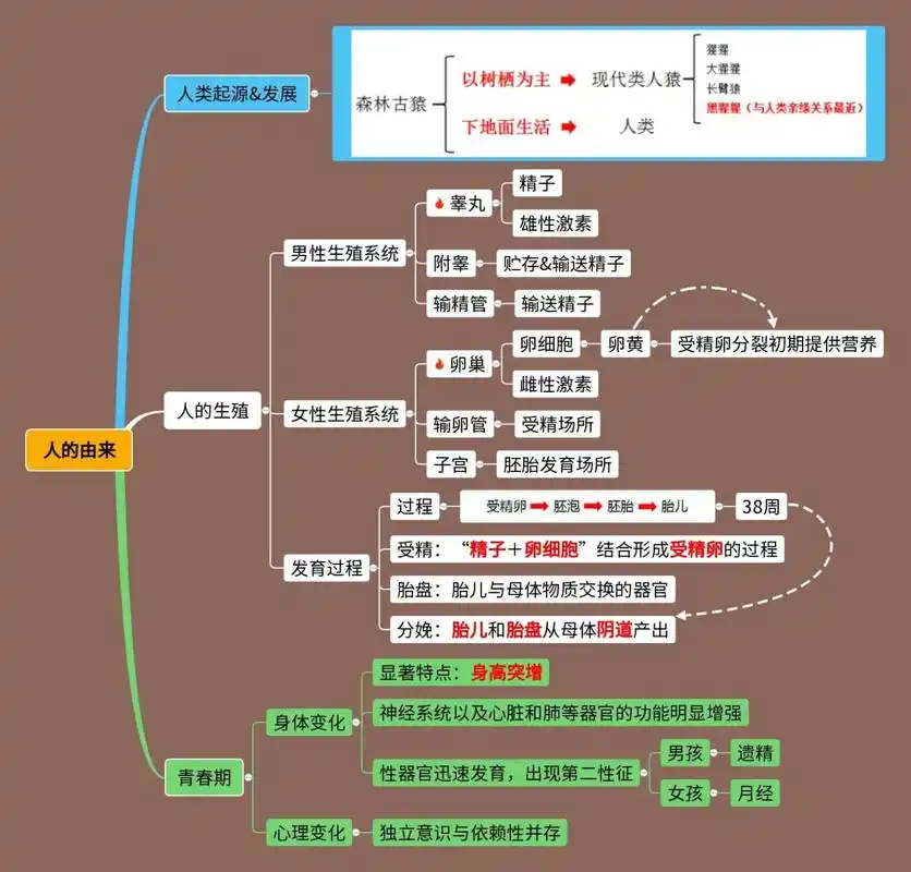 生物篇6015初一下册:人的由来(思维导图) 今日份更新初一生物下册