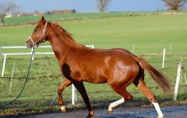 心理测试:选择一匹奔跑的马,测你梦寐以求的愿望多久能实现