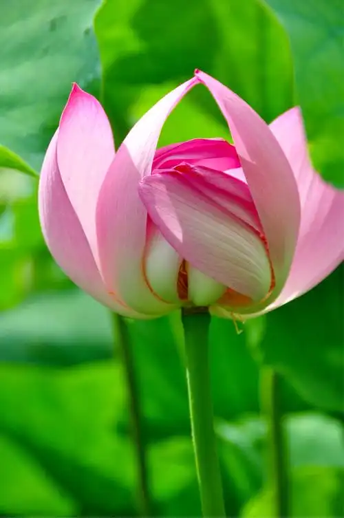 雨中荷花别样美