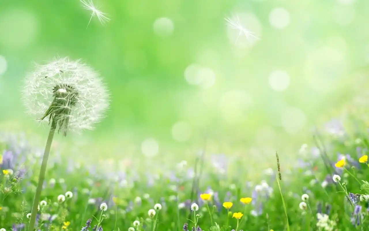 超美蒲公英风景图片电脑壁纸