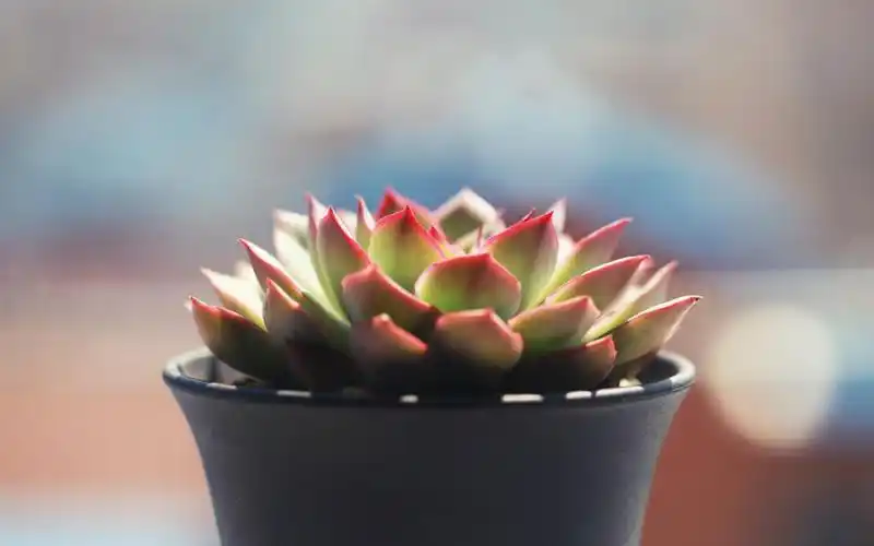 多肉植物高清桌面壁纸.