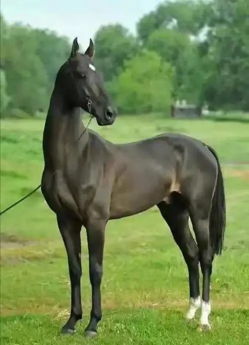 "让汗血马为源远流长,博大精深,璀璨夺目的中国马文化锦上添花!