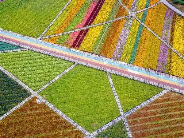 航拍500亩武义花田小镇,五颜六色美如画