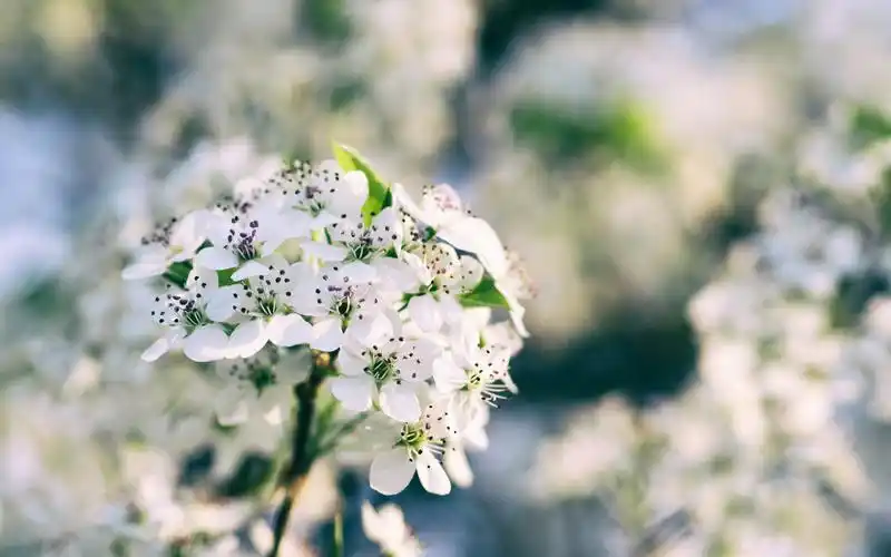 白樱花绽放,春天 壁纸 - 2880x1800