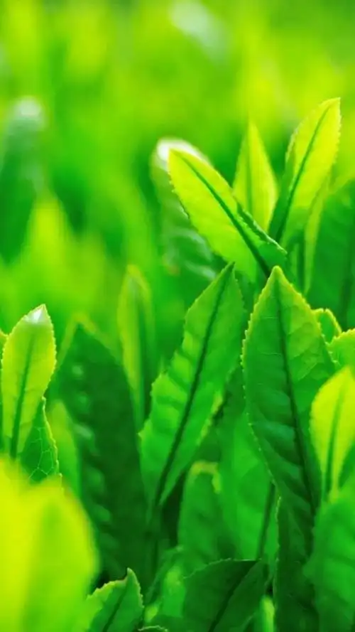 绿色背景图,绿色背景图卡通(护眼壁纸:绿色清新背景图)_犇涌向乾