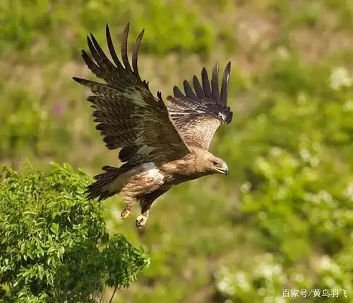 内蒙赤峰,热拍草原鹰