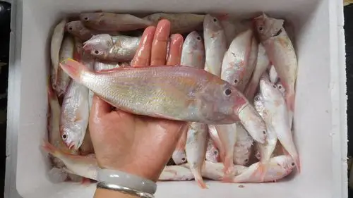 红杉新鲜北海海鲜水产金丝鲜活冷冻海鱼三鱼海其它